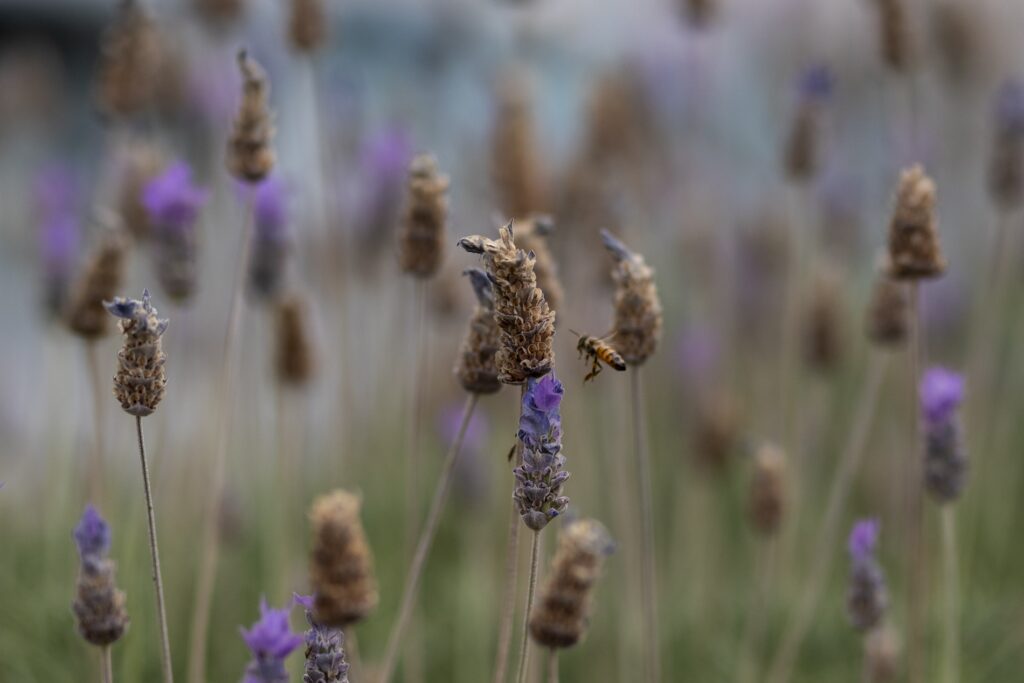 Abeja polinizadora 1024x683 1